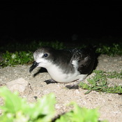 Bonin Petrel